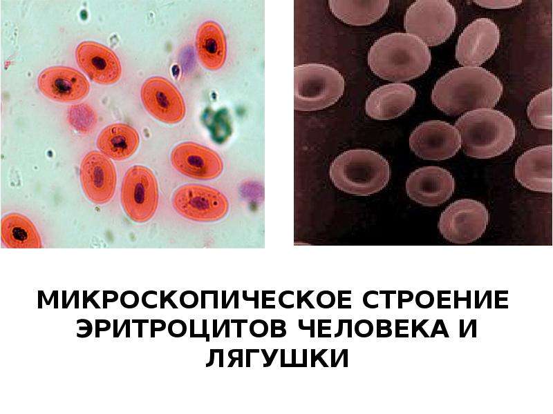 Микроскопическое строение человека и лягушки. Строение эритроцита лягушки. Кровь человека и кровь лягушки. Эритроциты в крови лягушки под микроскопом. Микроскопическое строение крови.