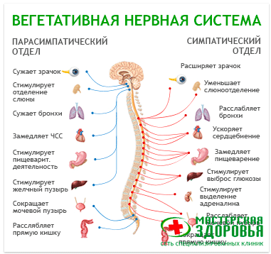 Вегето-сосудистая дистония: симптомы, признаки, причины, диагностика и лечение