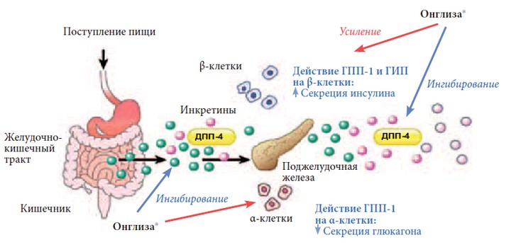 ингибиторы-дпп-4