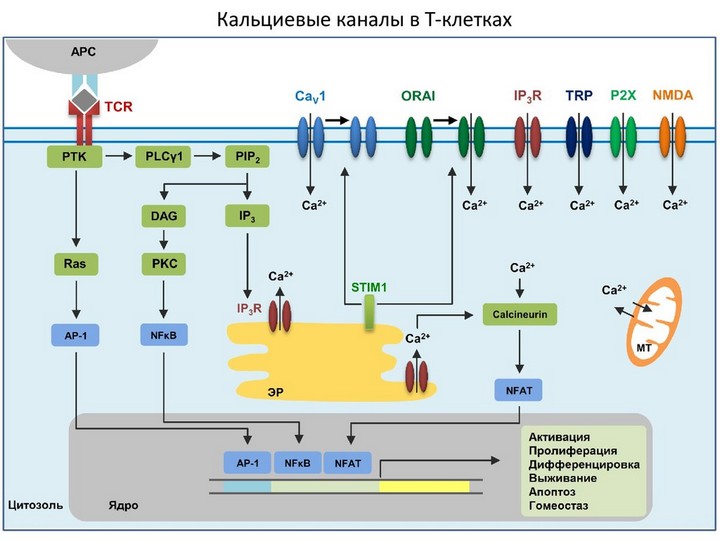 кальциевые-каналы