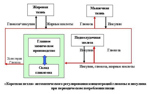 колебания глюкозы