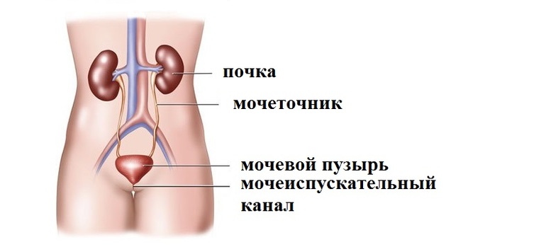 Как устроена мочевыделительная система человека