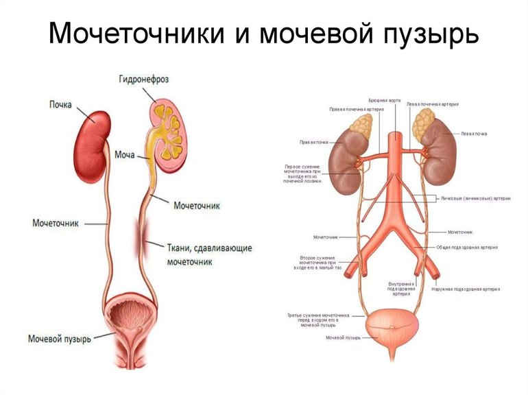 Заболевания и симптомы проблем с организмом