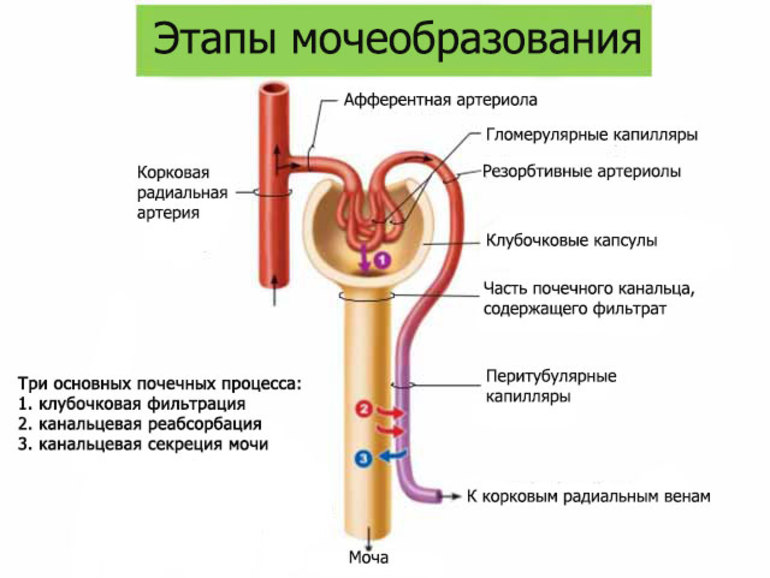 Строение мочевыделительной системы