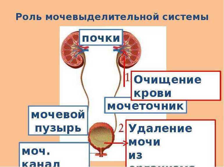 Функции почек и мочевыделительной системы