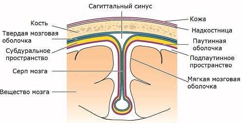 Строение среза мозга