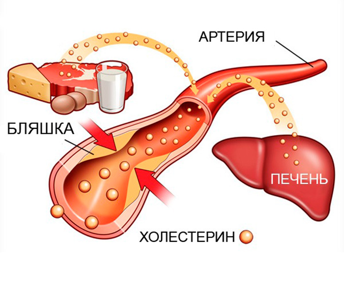 Обмен холестерина в организме человека