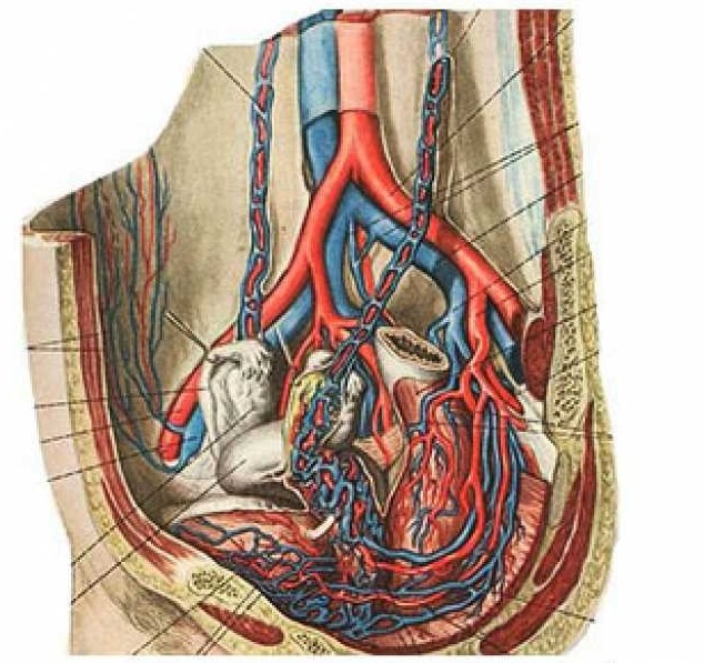 Застой крови в малом тазу у женщин и мужчин: симптомы, лечение, причины