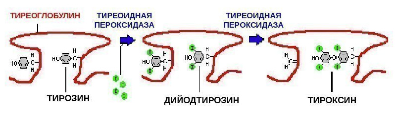 Тиреоглобулин это. Тиреоглобулин. Тиреоидная пероксидаза. Тиреоглобулин и тиреотропный гормон. Тиреоглобулин повышен.