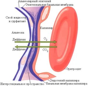 Базальная мембрана альвеол