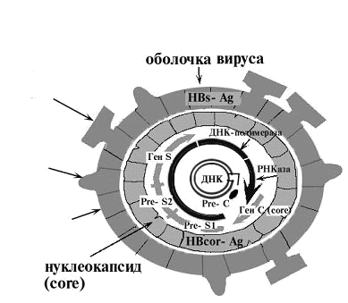 Структура антигена вируса гепатита В (HBsA)