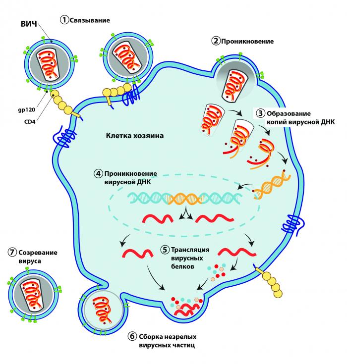 Жизненный цикл ВИЧ