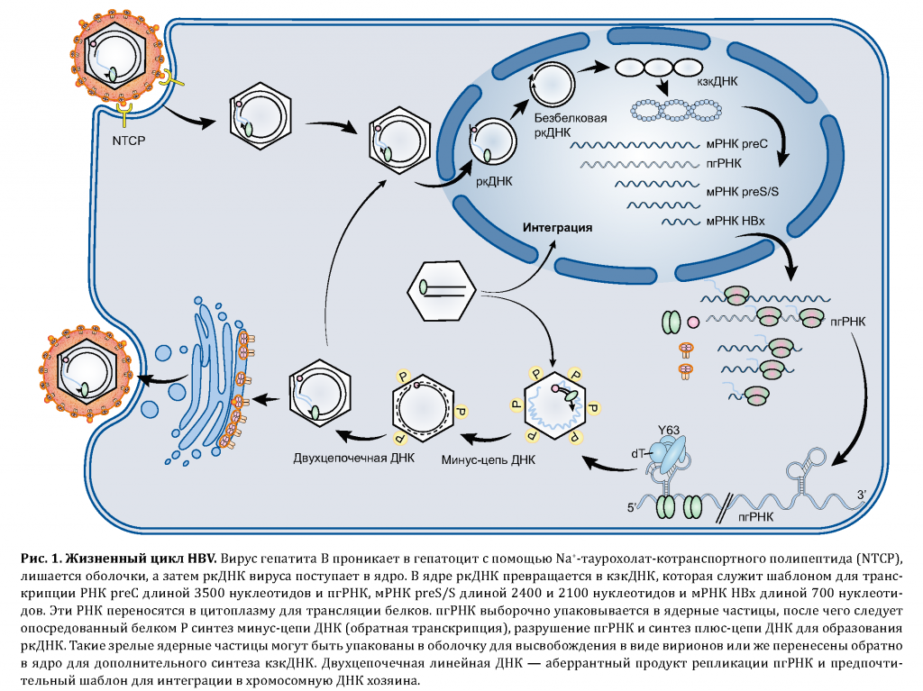 Репликация вируса гепатита B