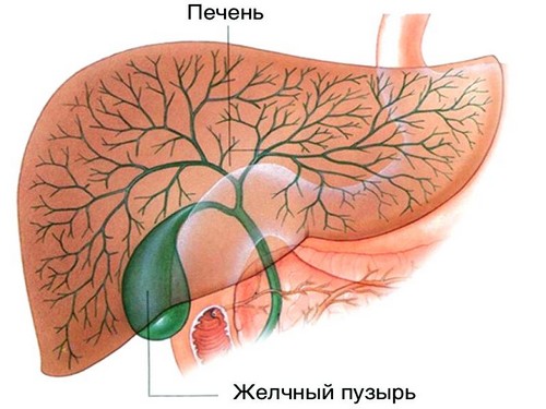 Желчный пузырь