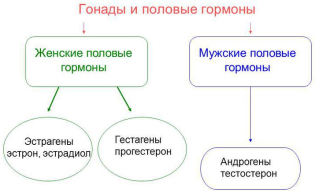 Эстрадиол и прогестерон