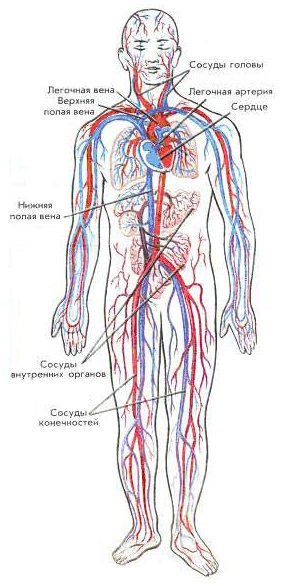 Сердечно-сосудистые заболевания; сердечно-сосудистая система