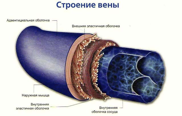 Строение вены