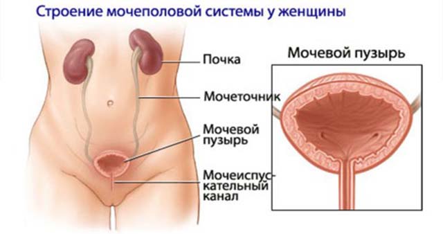 Мочеполовая система