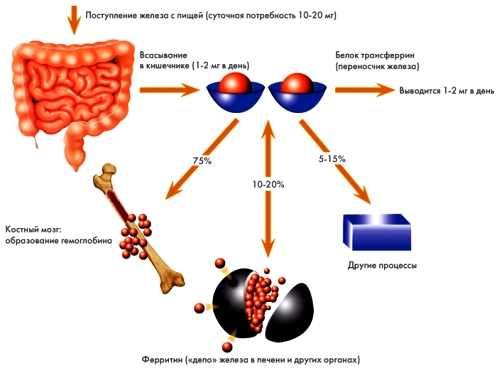 схема обмена железа в организме человека
