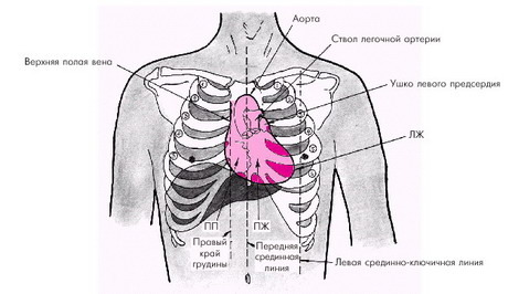 Ответы@Mail.Ru: с какой стороны находится сердце у человека?