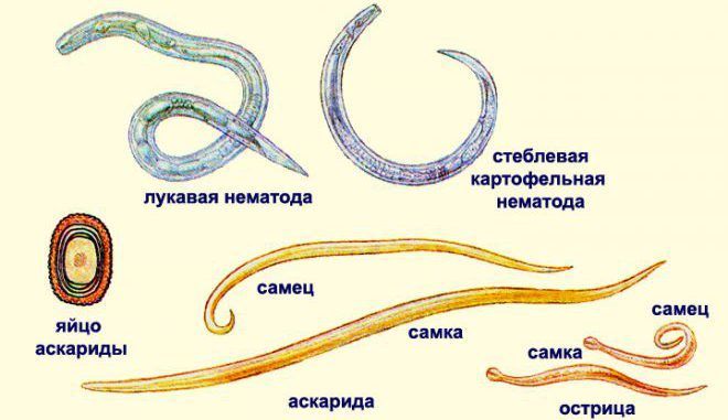 Созревание гельминтов