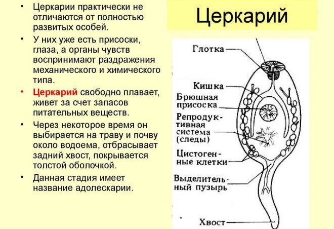 Церкарии