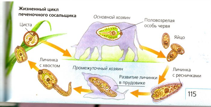 жизненный цикл паразита