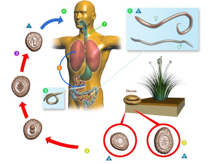 жизненный цикл аскариды