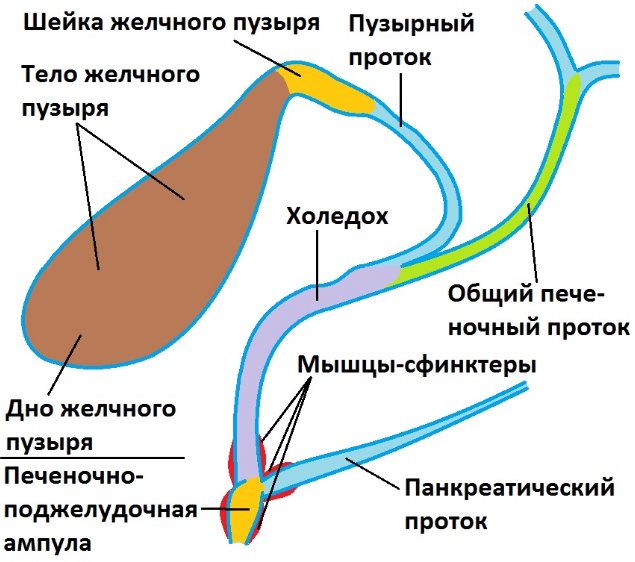 Холедох а ЖП - анатомия