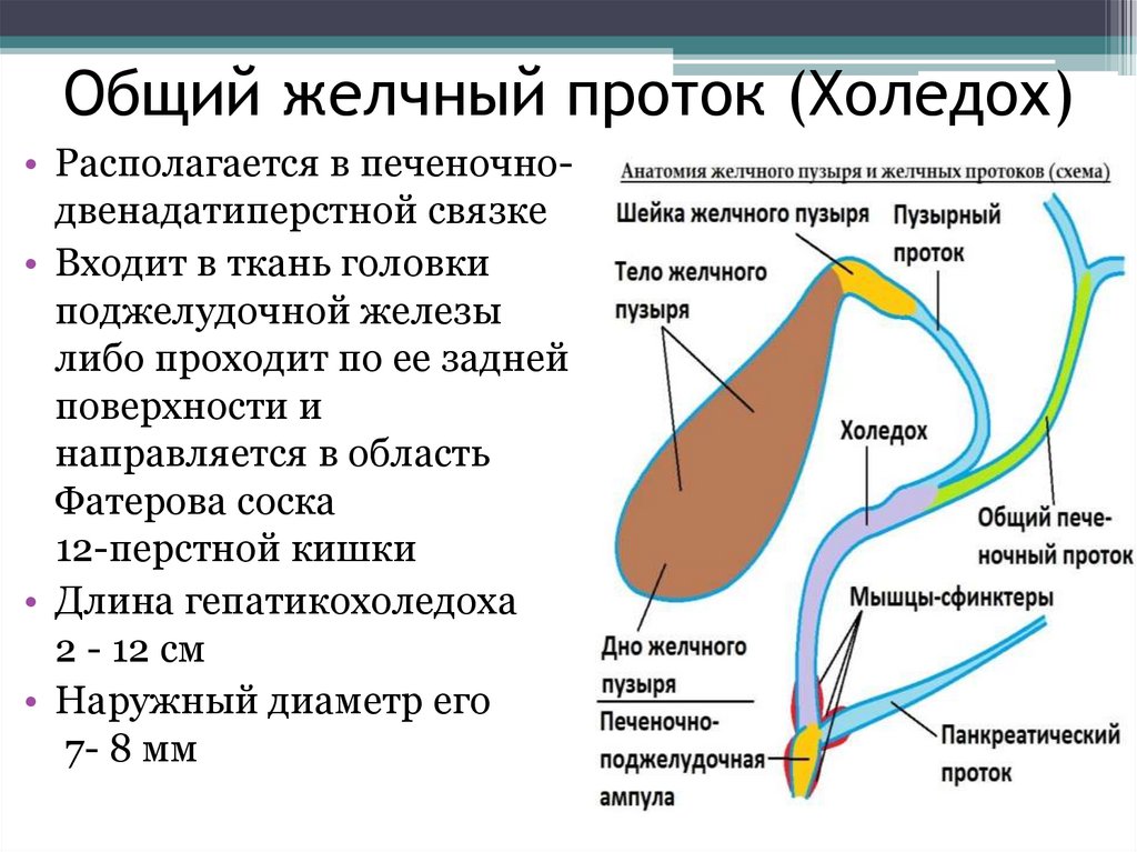 Общий желчный проток - определение и анатомия