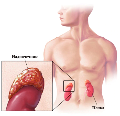 Надпочечник и почка