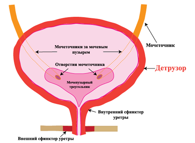 Строение мочевого пузыря и детрузор