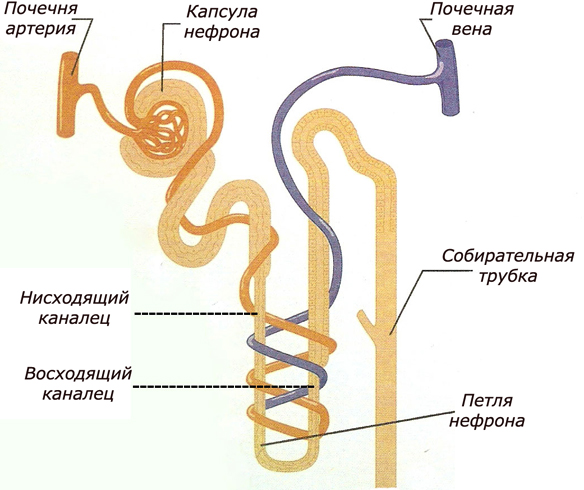 Нефрон