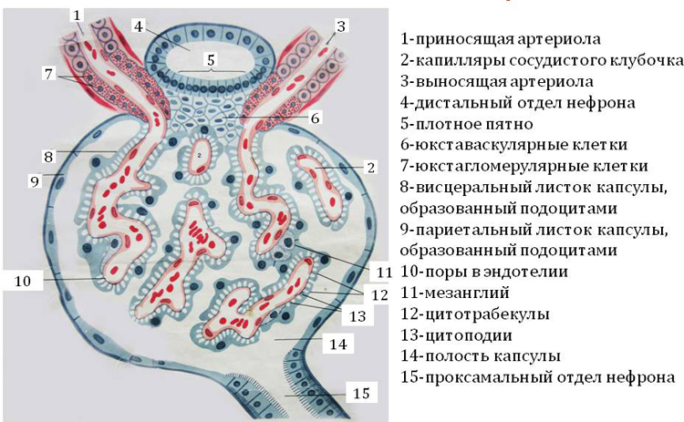 Почечное тельце