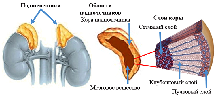 Строение надпочечников