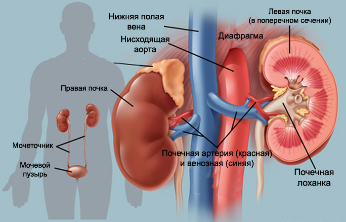 Строение почки