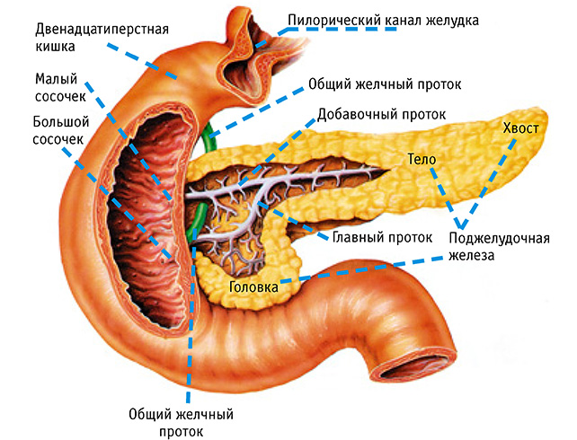 Поджелудочная железа