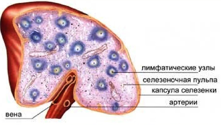 Селезенка