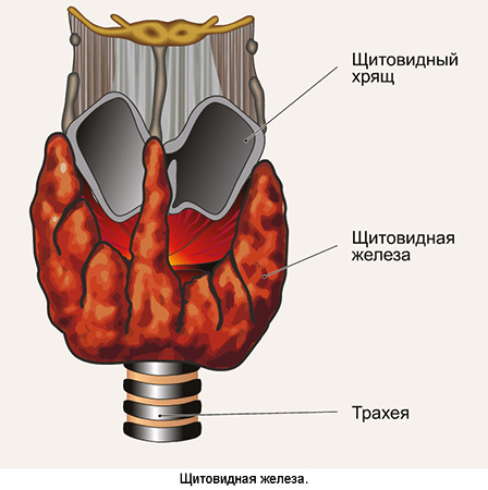 Щитовидная железа