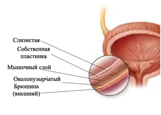 Устройство мочевого пузыря
