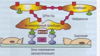 Адгезия тромбоцитов что это такое