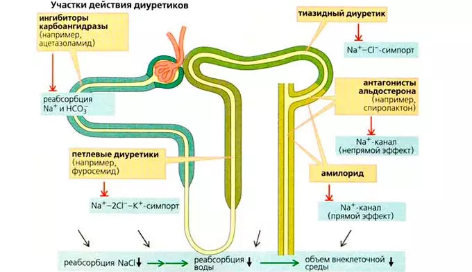 действие диуретических лекарств