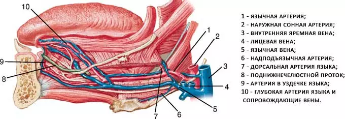 сосуды и вены языка