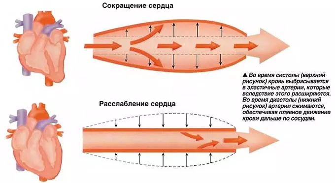 Систола и диастола