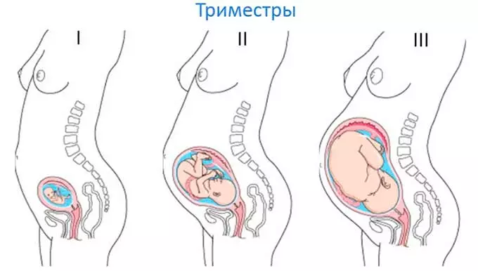 Триместры беременности