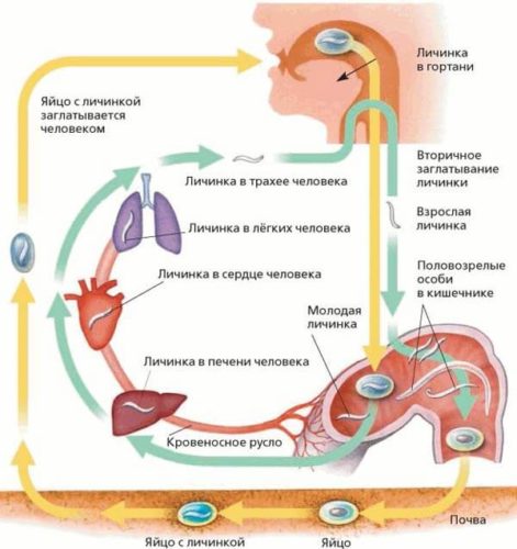 цикл развития аскариды