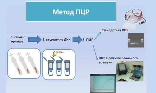 Виды анализов на ЦМВ