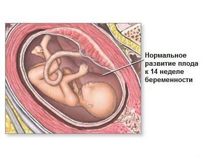 Беременность после ЭКО по неделям