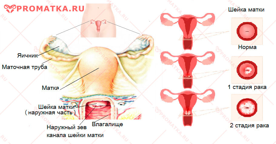 Где находится шейка матки