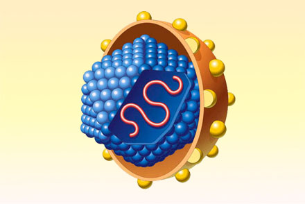 Модель вируса гепатита